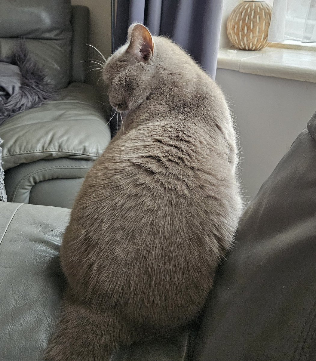 LilyRusty1's tweet image. 🐈‍⬛️🐾💜 Goodnight to all my fur friends sweet dreams 💤 love from Lily 💜🐾🐈‍⬛️

#CatsOfTwitter #CatsOnTwitter #Cat #cats #CatsAreFamily