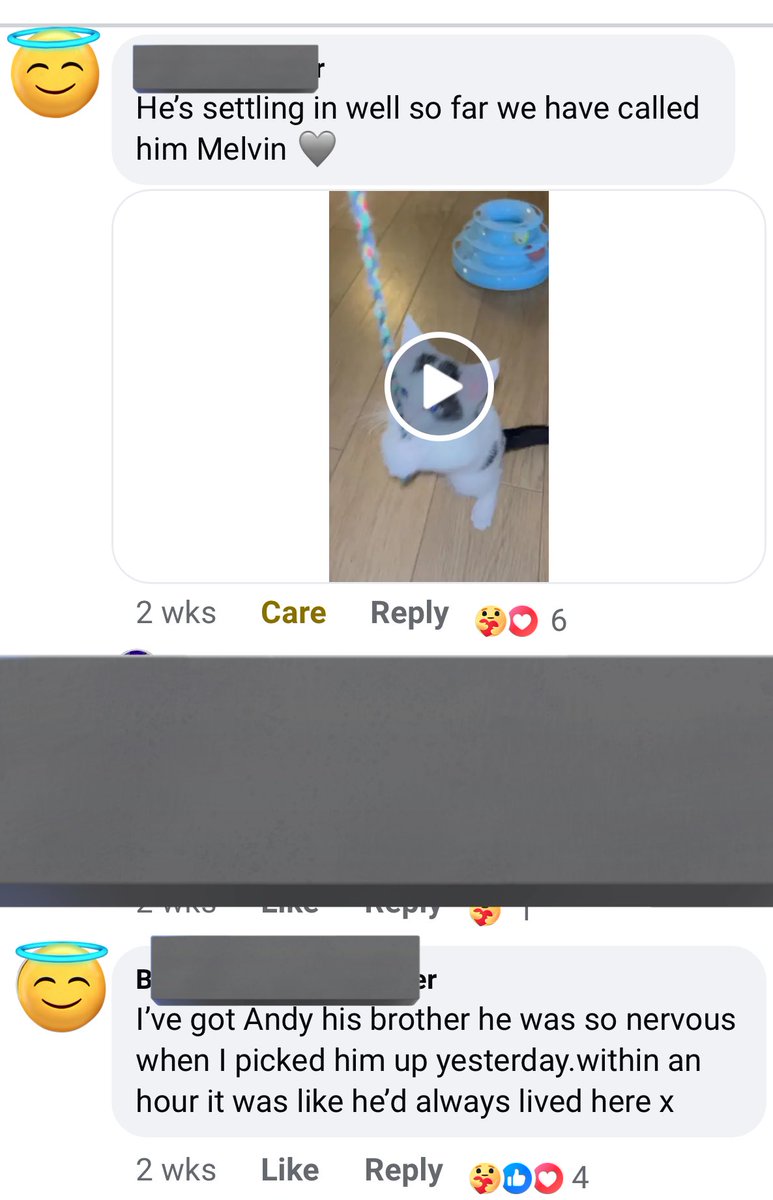 simplexistences's tweet image. everyone including mama now have new homes!! seeing their new owners comment about them doing well on the shelter’s posts makes me so happy🥹