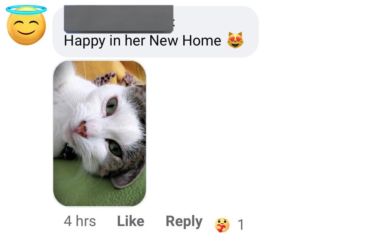 simplexistences's tweet image. everyone including mama now have new homes!! seeing their new owners comment about them doing well on the shelter’s posts makes me so happy🥹
