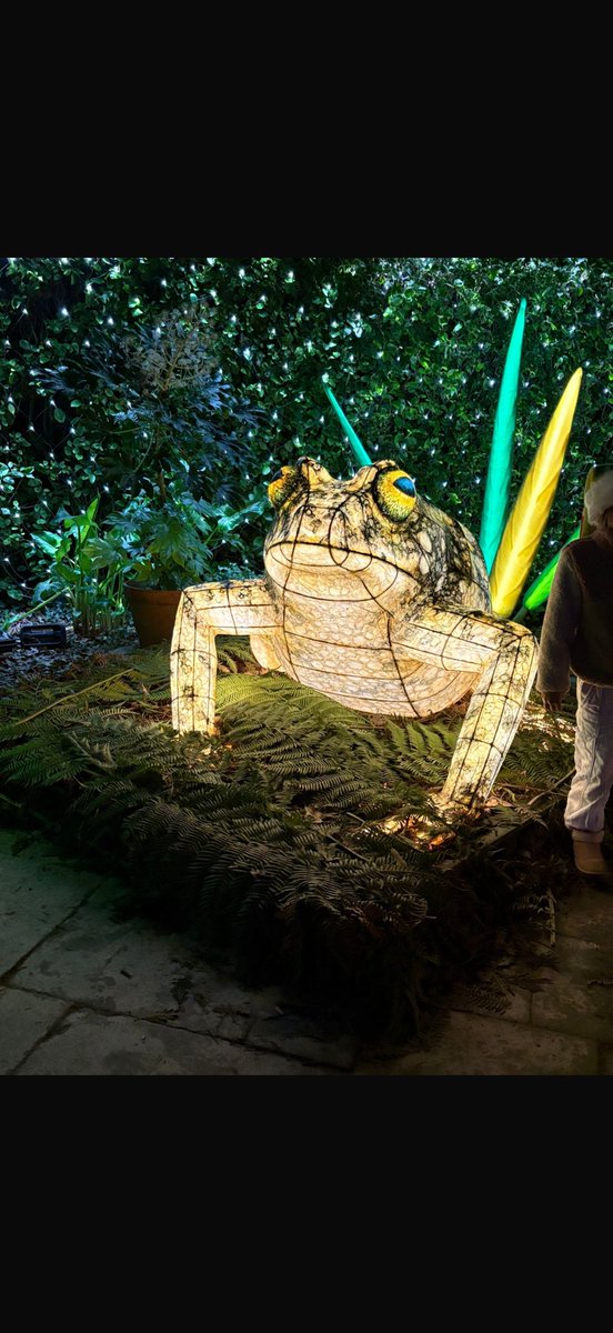 CartlandDavid's tweet photo. If you are based in Cornwall and want to kick start your festive period look no further than the Lost Gardens of Heligan for a night garden light walk. Absolutely incredible experience. https://t.co/s1nmheXXt2