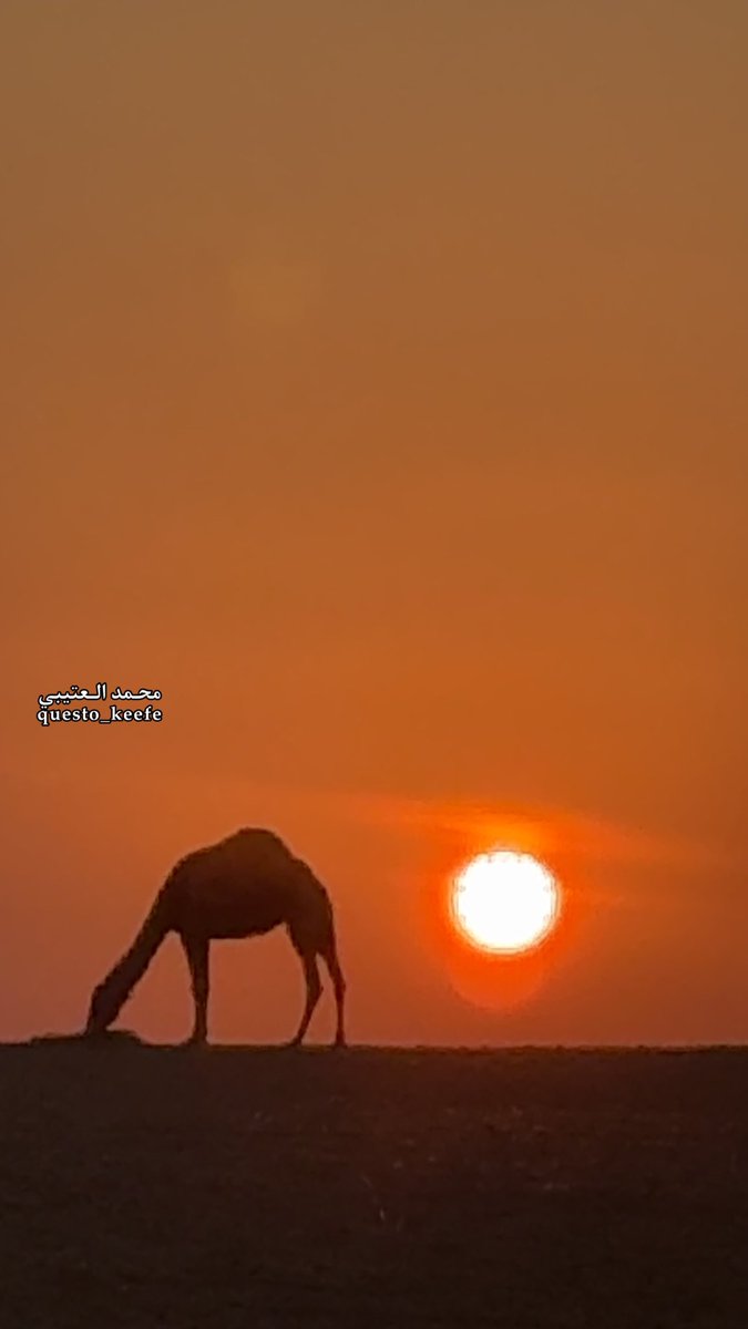 وجهتُ وجهي نحو بابك راجياً
والحالُ لا يخفى وأنت عليمُ 

بالرغم من ذنبي فإني واثقٌ
أن الحليم على العصاةِ حليمُ

فأنا الفقيرُ وجئت ببابك لائذاً
متضرعا وجلاً فأنت عظيمُ

أرجوك عفواً منك يا ربّ الورى
فـامنن وأكرمني فـأنت كريمُ