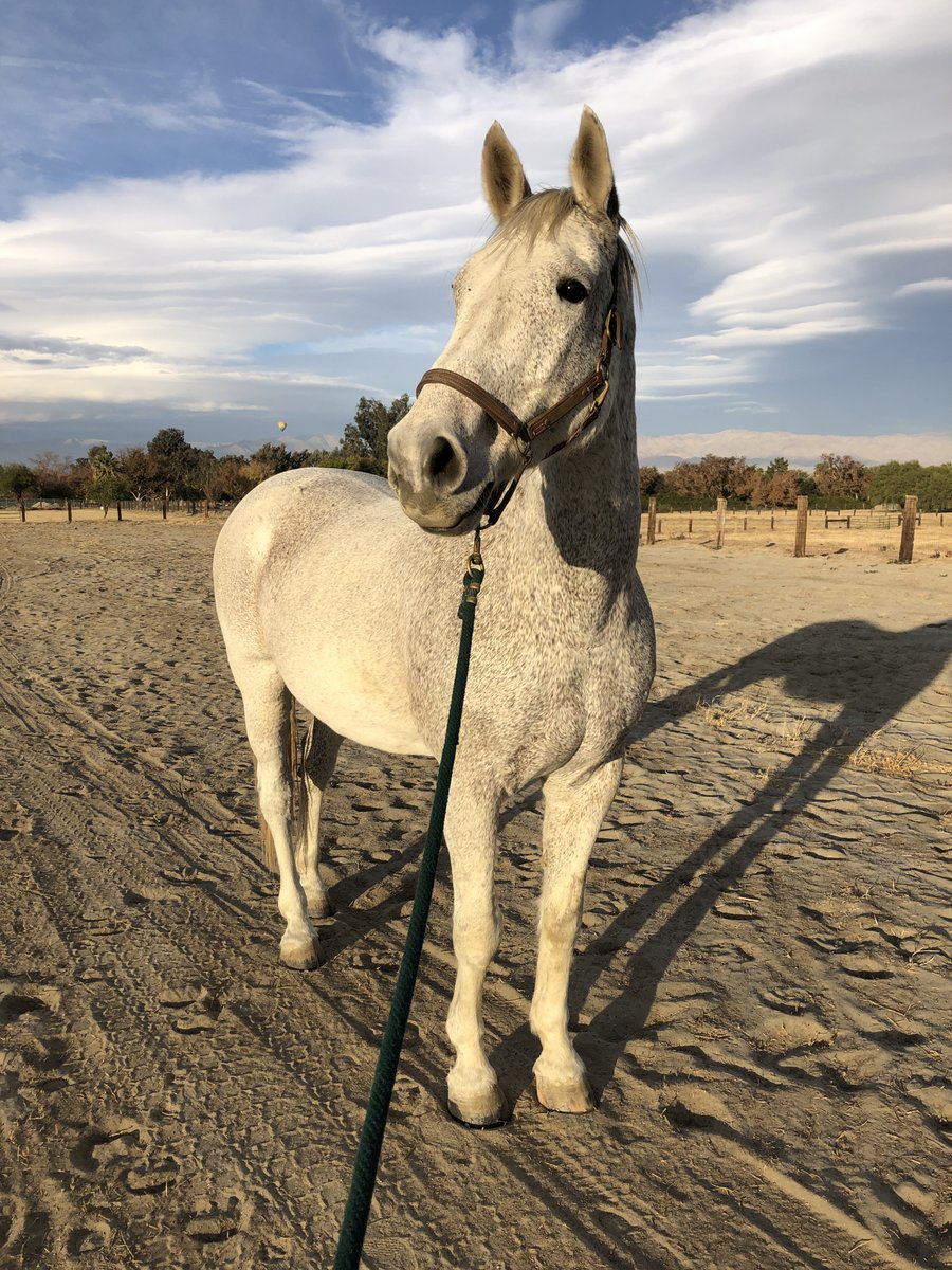 GloriousAllianc's tweet image. Surfer has been doing incredible work on his mind this year. He&apos;s willing to entertain that he and K can be a team while riding, That it&apos;s not a fight or grinning and bearing it. He feels heard and respected. Makes a difference.