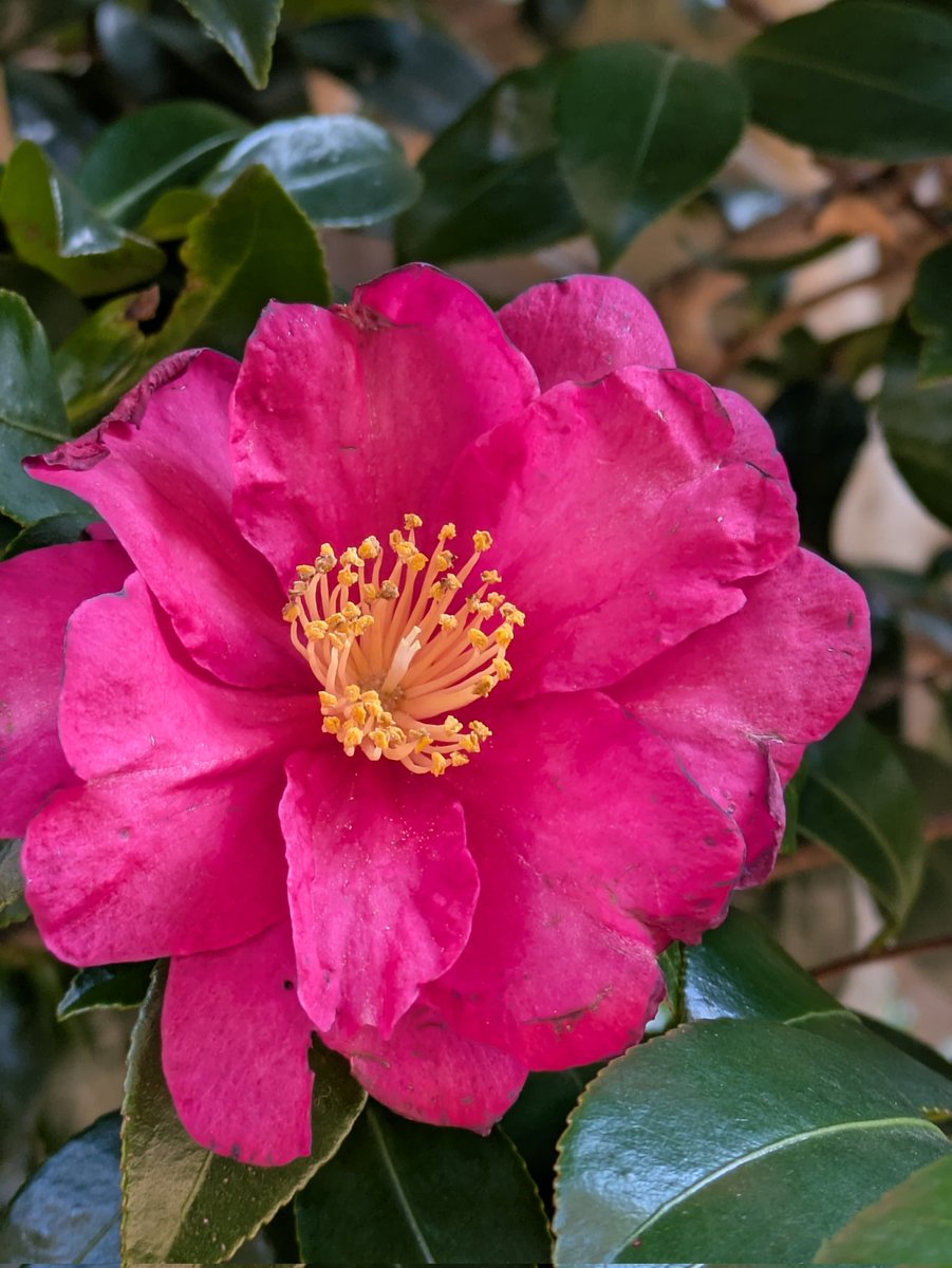 🍒✨のん✨🍒のんちゃん❤︎ポスト📮見てね🍀 (@auUuF4SrC9SuGMY