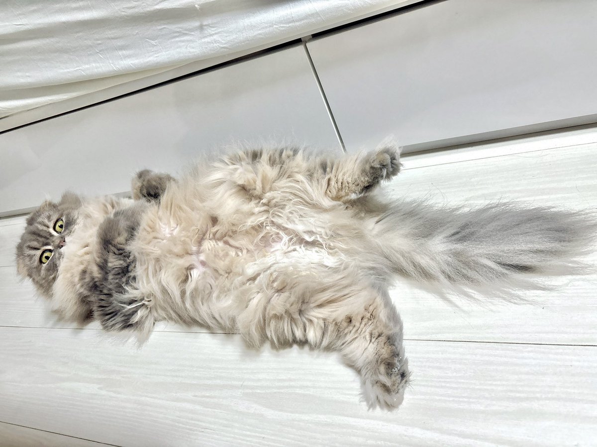 TSUKUNE_KAWAII's tweet photo. つくね〜〜って呼ぶと顔だけこちらを見てくれる🐾 https://t.co/cONrdq6yit