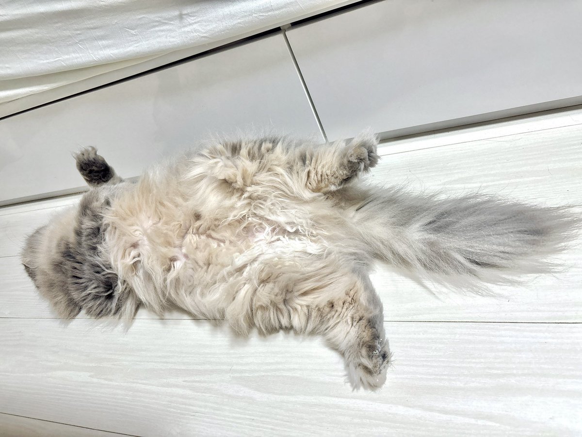 TSUKUNE_KAWAII's tweet photo. つくね〜〜って呼ぶと顔だけこちらを見てくれる🐾 https://t.co/cONrdq6yit