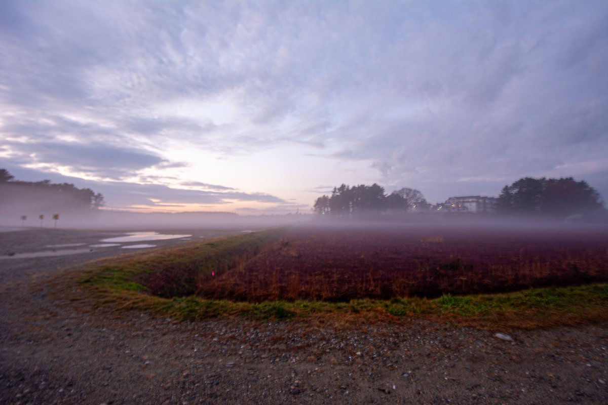 ckcpphotography's tweet photo. How was your Cranberries ... #photography #cranberries #oceanspray #Massachusetts https://t.co/LmO2CHCf8z