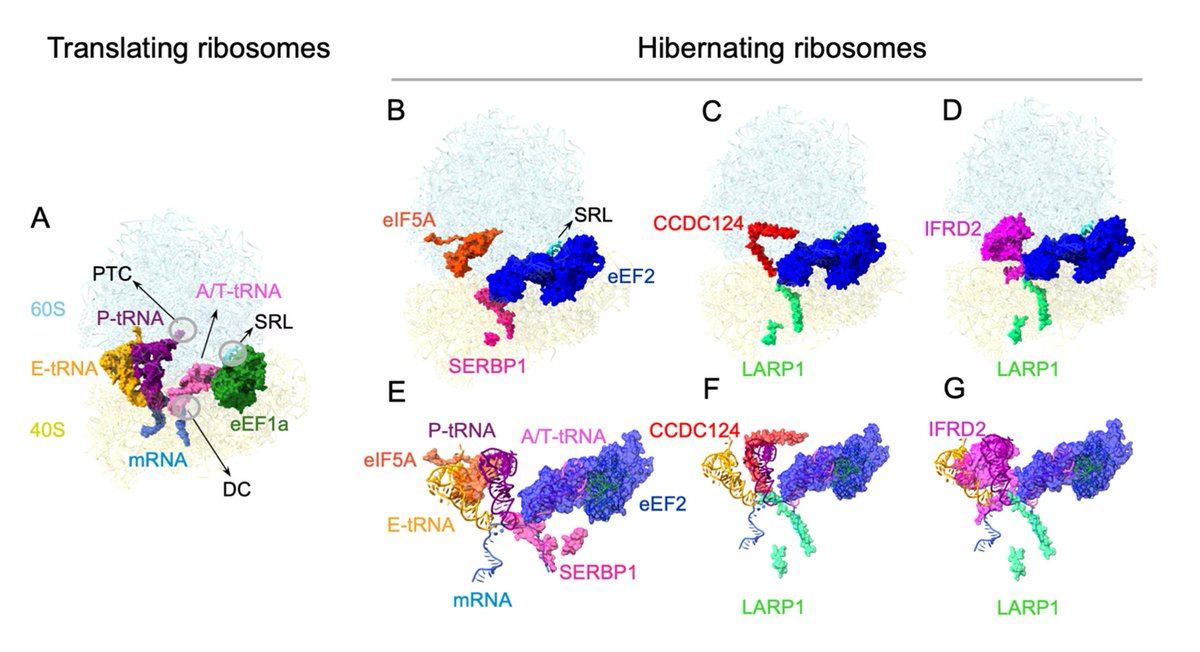 Korostelev Lab tweet media