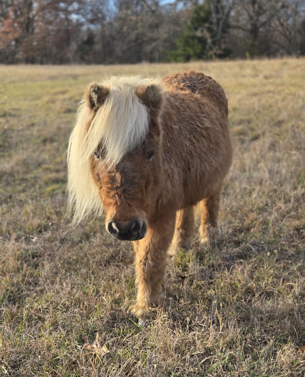 Peanut Butter wanted to say hi 👋 everyone and don't forget to check out Mini Maggie's Miracles on Amazon. It's a great book for Christmas 🎄