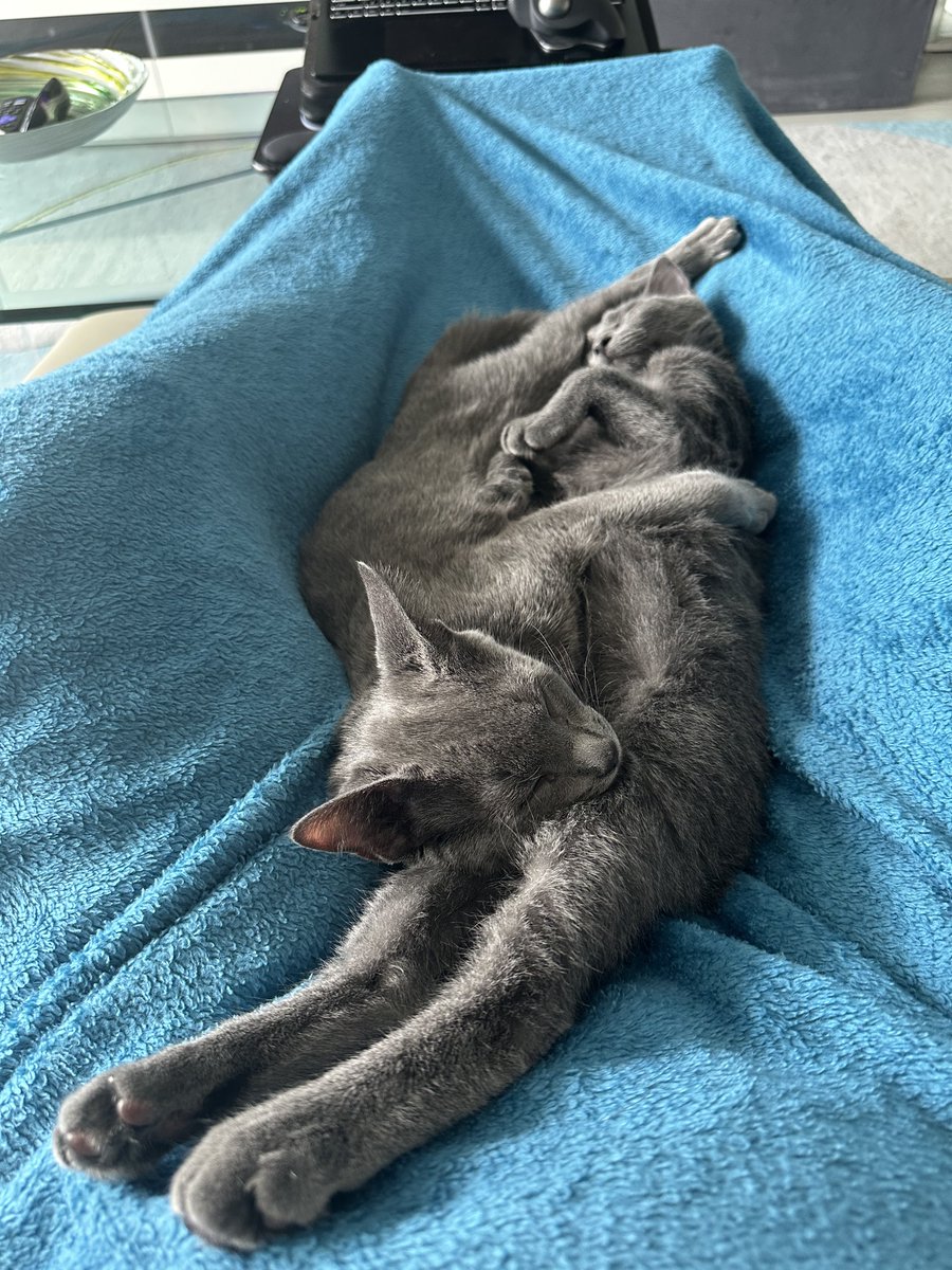 mikegotroot's tweet photo. New rescue kitties https://t.co/5LuKYezLVv