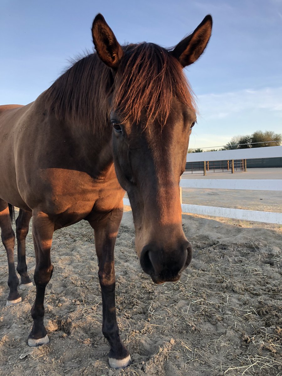 GloriousAllianc's tweet image. Pie has learned that diva behavior doesn&apos;t get her confections. She&apos;s going through a renaissance now that her body fitness has changed for the better since she got herself hung up on the pasture gate. Go figure.