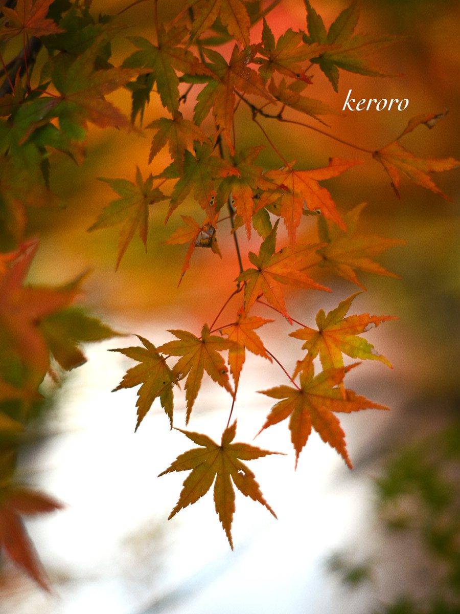 🍇 ゆゆまる ♋️ (@yuyumaru_718) / Posts / X