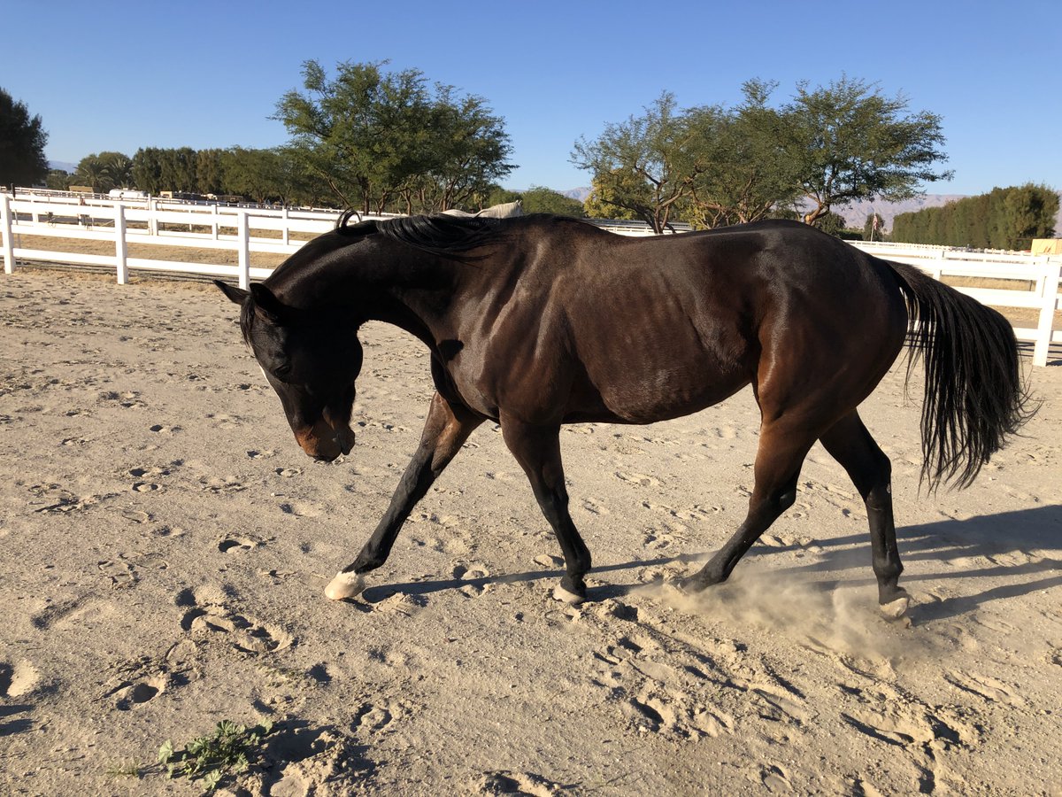GloriousAllianc's tweet image. Nileist does his own self lunge in a frame to keep him from the lunge line. In this particular instance, K asked him to expand his circle from 30 to 40 m, and look at his crossover back leg... He can be sooooo fancy when he wants to be!!! @Cdnfarmgirl @MTPSU1987 @JS11461402