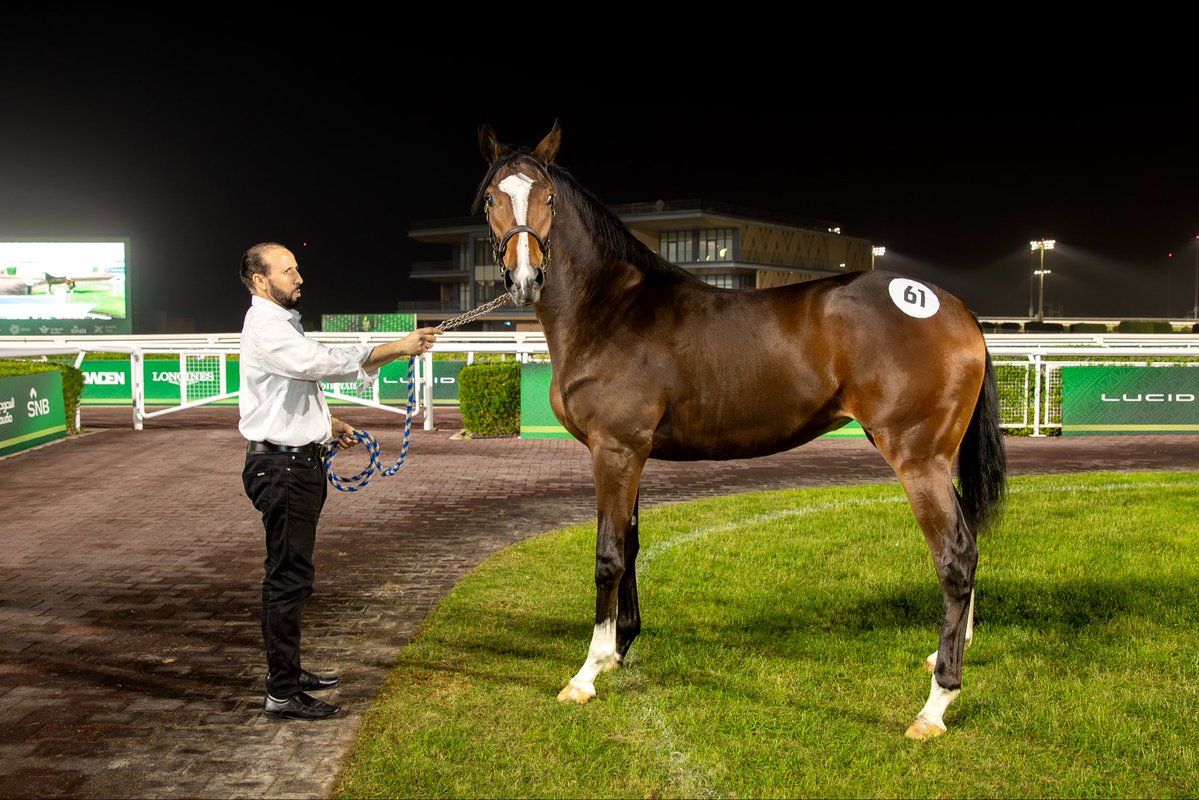 في ختام اليوم الأول من مزاد نادي سباقات الخيل للأمهار 2025 ✨

بلغت إجمالي المبيعات: 4,825,000 ريال

وجاءت الصفقة الأعلى للمهرة رقم 61

🔹 المشتري: الأمير فيصل بن خالد بن عبدالعزيز
🔹 البائع: محمد عبدالله عائض المسعودي
🔹 قيمة الصفقة: 430,000 ريال

#نادي_سباقات_الخيل