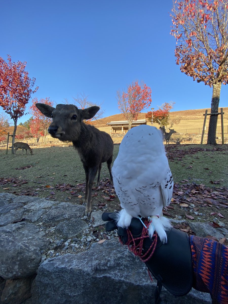 wattan0214's tweet photo. だるまさんがころんだ

Daruma-san ga koronda — Japan’s version of Red Light, Green Light. Owl watching 🦉, deer sneaking closer 🦌 like a naughty player.

#Todaiji #Nara #NaraDeer #JapanTravel #JapanCulture #RedLightGreenLight #ChildhoodGames #SnowyOwl #東大寺 #シロフクロウ https://t.co/U5mpuolube