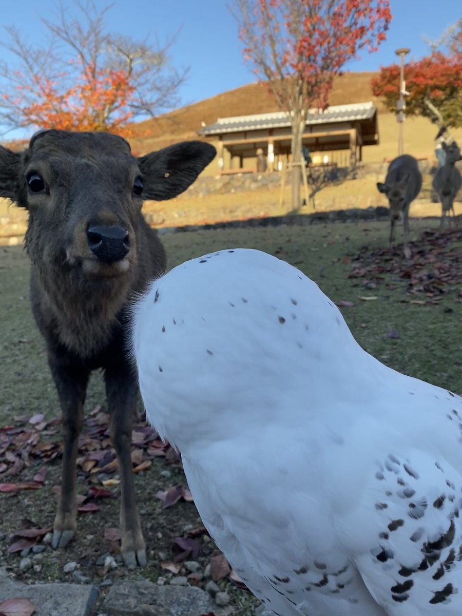 wattan0214's tweet photo. だるまさんがころんだ

Daruma-san ga koronda — Japan’s version of Red Light, Green Light. Owl watching 🦉, deer sneaking closer 🦌 like a naughty player.

#Todaiji #Nara #NaraDeer #JapanTravel #JapanCulture #RedLightGreenLight #ChildhoodGames #SnowyOwl #東大寺 #シロフクロウ https://t.co/U5mpuolube