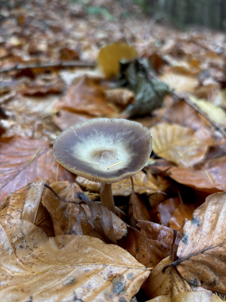 North York Moors Trust tweet media