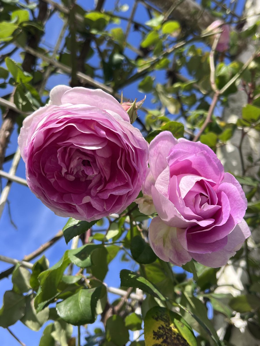 皆さん おはようございます😃"
もう師走やね〜早いよね。
今月は時々低浮上になるっちゃけど
よろしくお願いします
🇩🇪2015年 🥀エーデル シュタイン