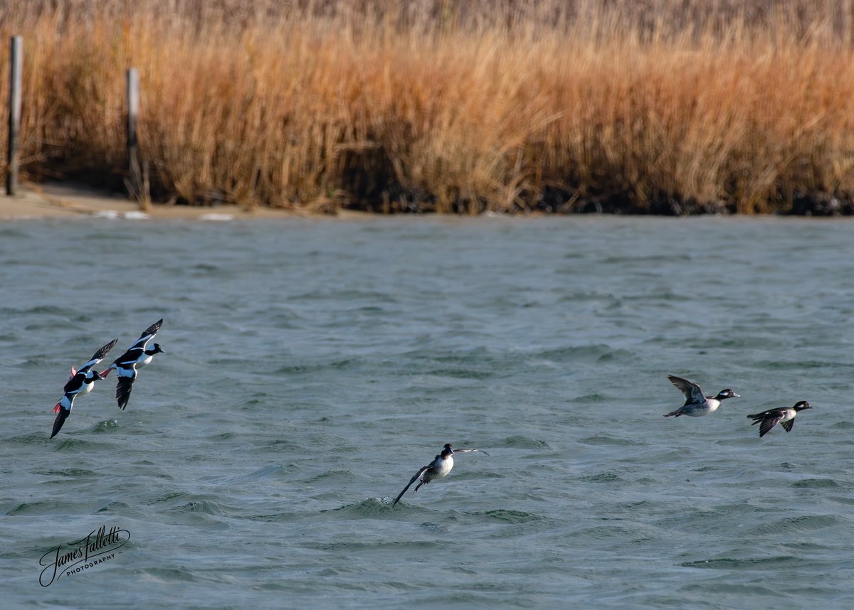 JamesFalletti's tweet photo. Buffleheads (Bucephala albeola) taking flight during a CRESLI seal cruise in Shinnecock Bay, New York. 

📍Shinnecock Bay, New York
🗓️November 16, 2025
📸Nikon D500 | 200-500mm

#BirdPhotography #BirdWatching #BirdsOfInstagram #BirdLovers #Birds #Buffleheads @nature_org https://t.co/EE8SUI4uPl