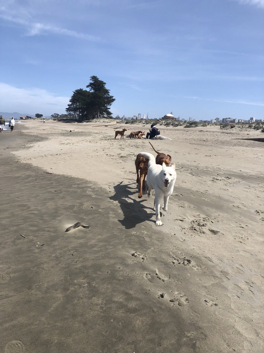 Our baby passed away on Thanksgiving morning. He was only 10. I love him with my entire being. We miss you so much, Iso.