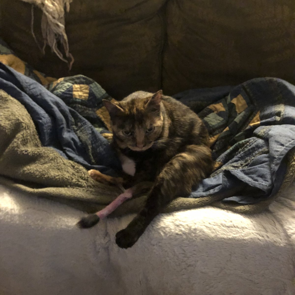 On this Clee Sit Sunday, I defy Mom’s attempt to defend her territory on the couch.