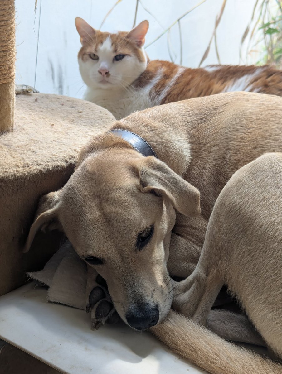 ᑭᖇᑌᖴᖴE et les Mounous au Yucatán ☀️ tweet media