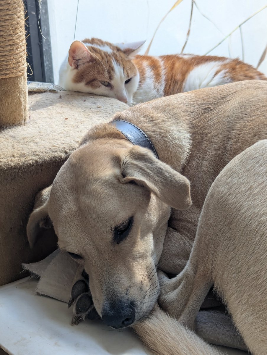 ᑭᖇᑌᖴᖴE et les Mounous au Yucatán ☀️ tweet media