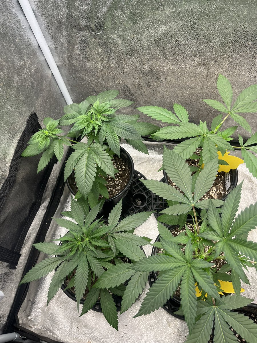 HomeGrown_OG's tweet photo. My lil situation going good so far 😎 https://t.co/niZAeySjuc