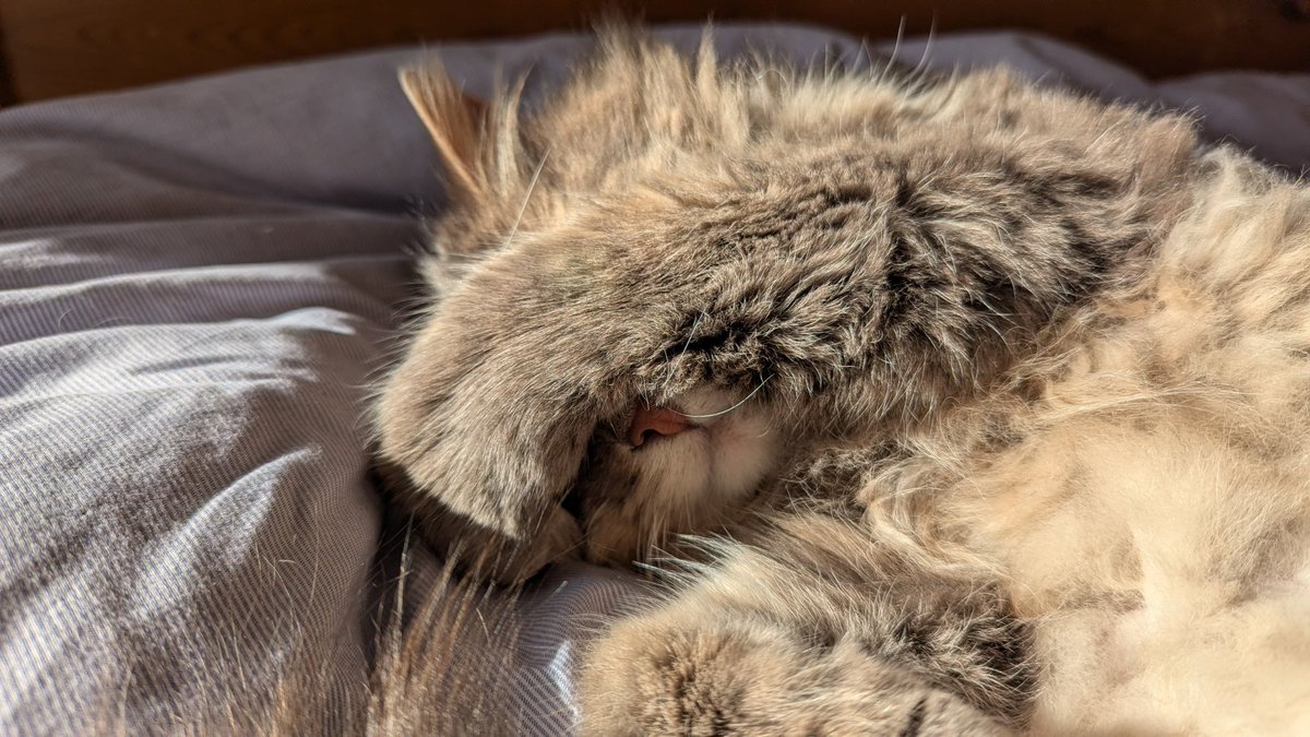 jeboosicat tweet media