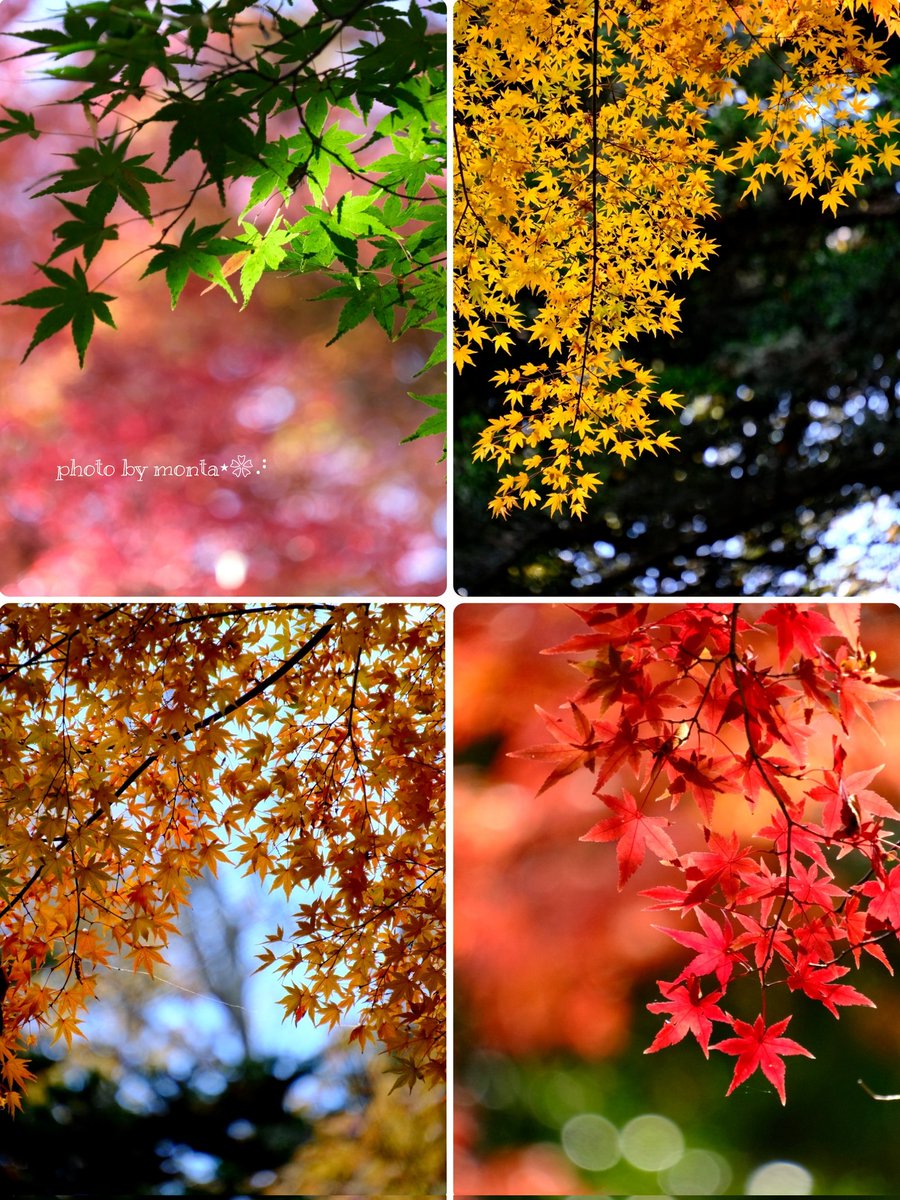 .
*⋆ ᴳᴼᴼᴰ ᴹᴼᴿᴺᴵᴺᴳ ⋆. ݁˖˚ 

     もみじ彩る
     💚💛🧡❤️

今日から師走
気忙しい一ヶ月になりそうですが
元気に乗り切って参りましょ～♪

１２月も(৹ ˙꒳​˙ )ㅅ( ˙꒳​˙ ৹) ﾖﾛｼｸﾃﾞｽ 💕
.