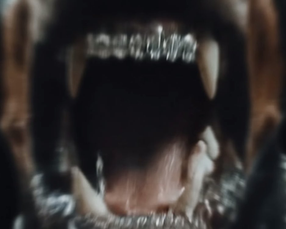 Freenightrap's tweet image. Dogs with grillz… that’s a crazy idea🐶🤌 #inkonnu .