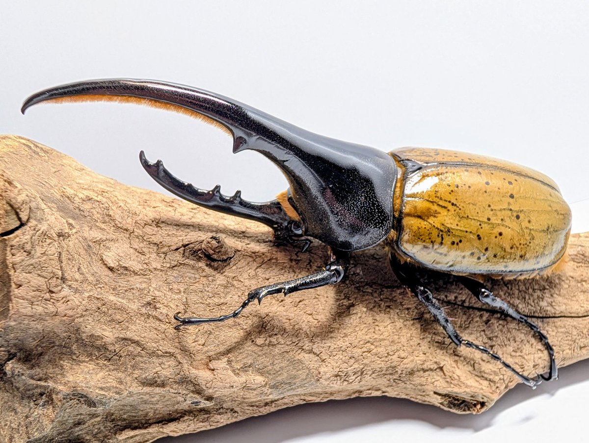 虫の兄ちゃん@兜鍬武蔵 (@anchan_kabukuwa) / Posts / X