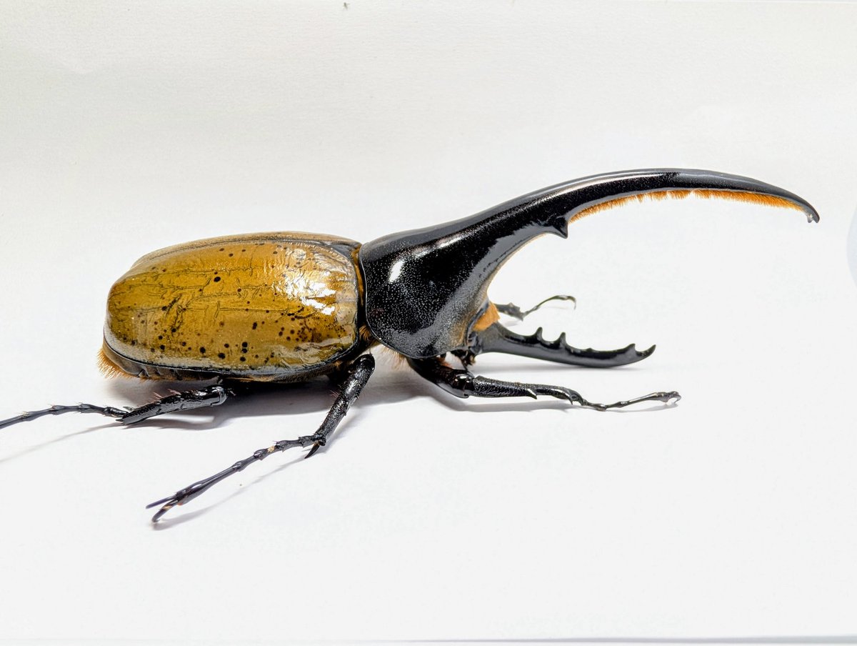 カブクワオタク 虫の兄ちゃん@兜鍬武蔵 (@anchan_kabukuwa) / Posts / X