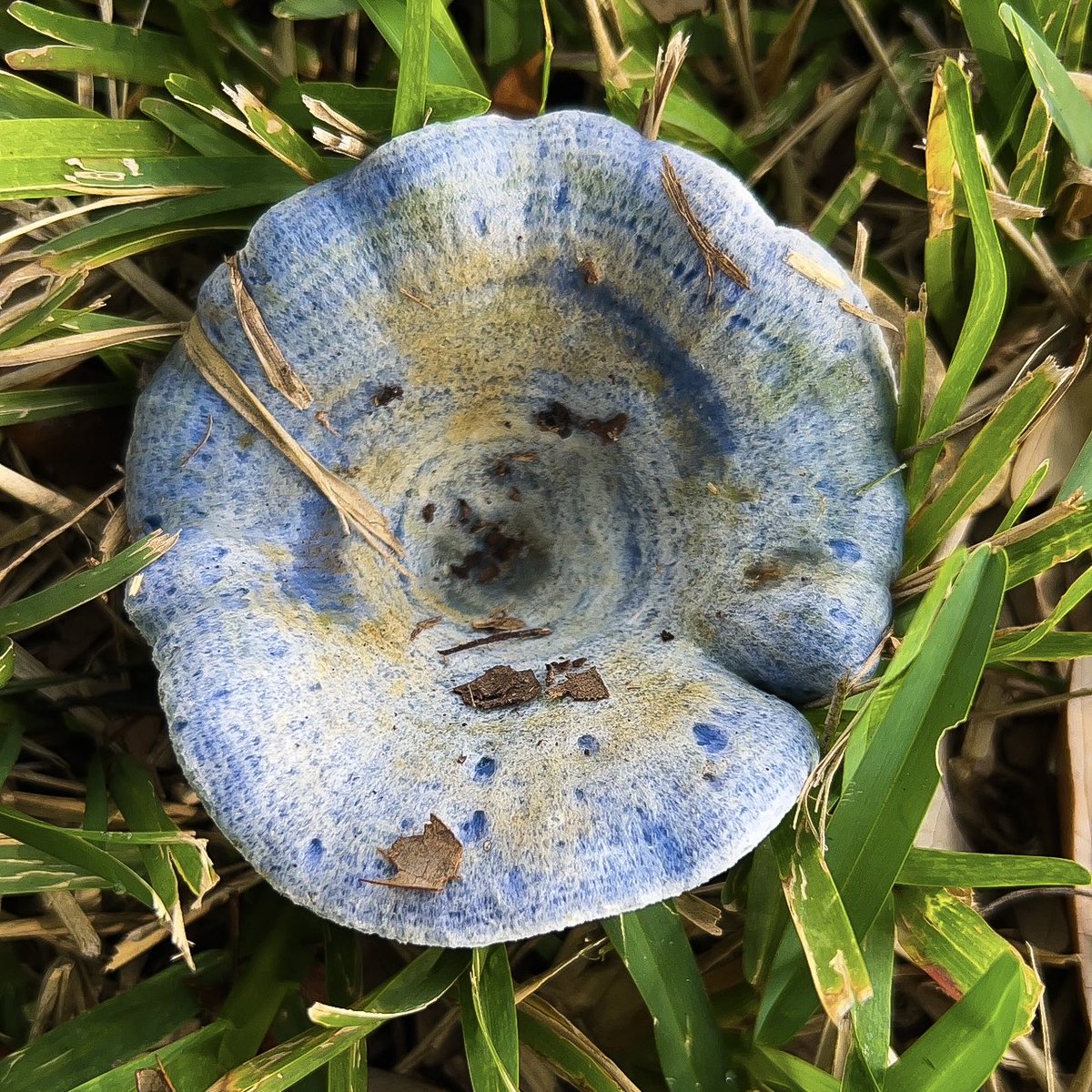 Ambrielle Butler is ✨AGENTED✨ tweet media