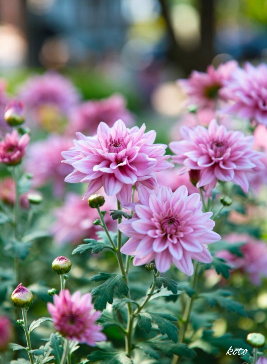 brqkr's tweet image. 12月1日(月)
おはようございます🩷

先月は温かい繋がりを
ありがとうございました

12月もどうぞ
よろしくお願いします

皆さまが 心穏やかな日々を
過ごせますように  𓂃𓂂ꕤ*.ﾟ

#TLを花でいっぱいにしよう