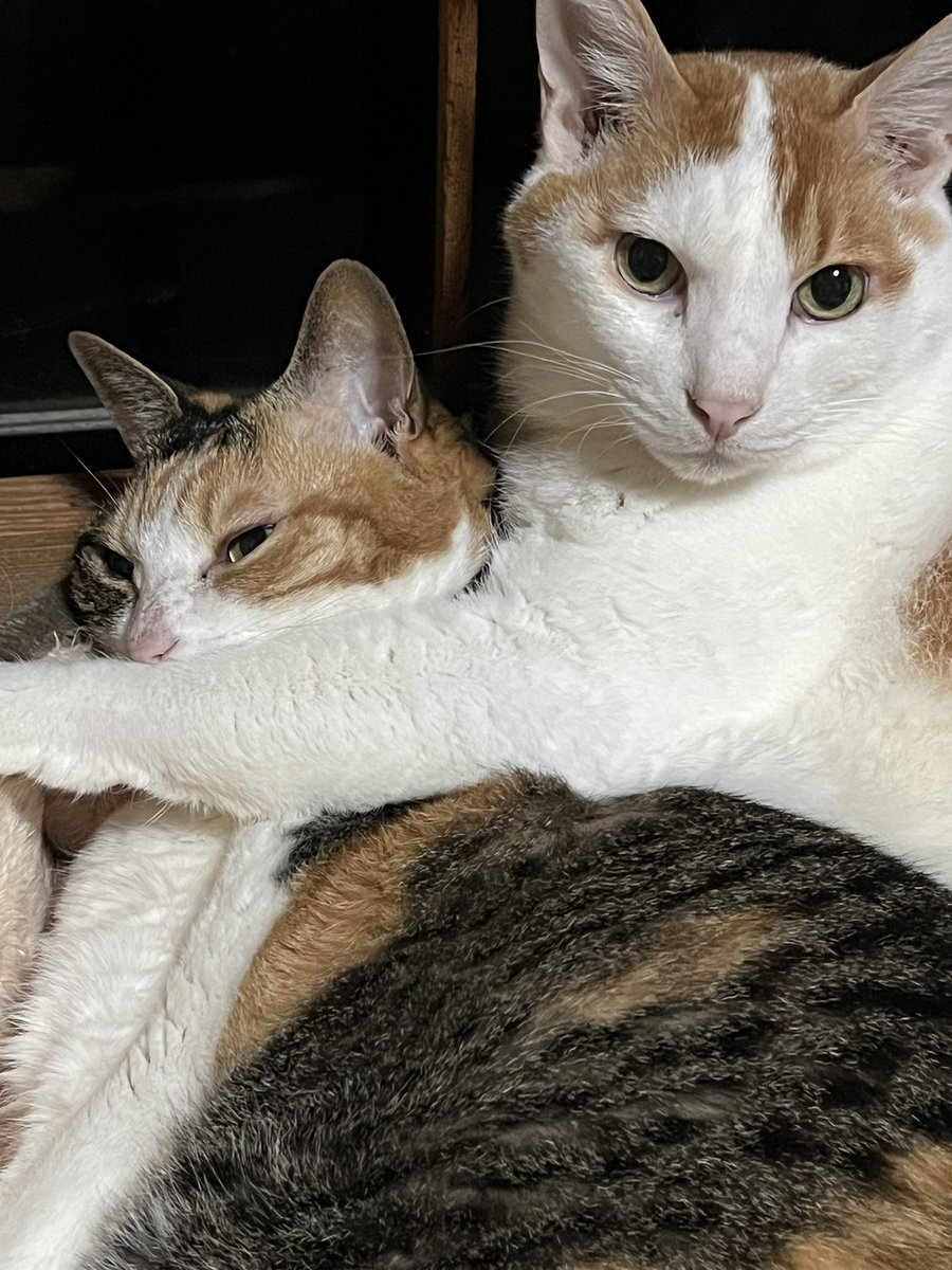 皆様 おはようございます☺️

12月もよろしくお願いします🤗

くっついて寝る猫ちゃん可愛いね😸🐾