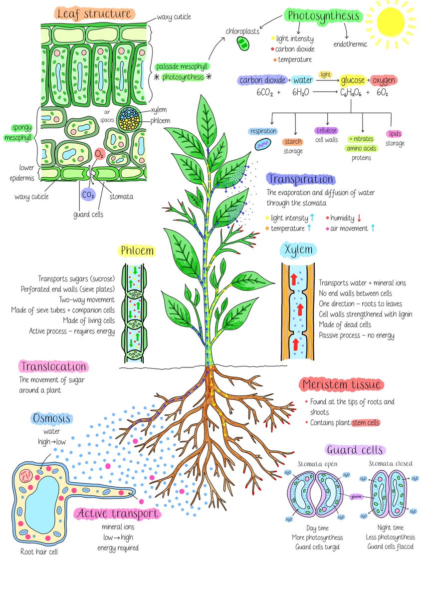 MissH_biology's tweet photo. Started doodling on my iPad again whilst on mat leave and got a tad carried away with a one-page summary on plants 🌿 also made a blank version that students could use for some retrieval practice! 🧠 I’ve uploaded a printable version to my google drive: https://t.co/FLp52nI9Cf https://t.co/fNcMgNWWuR