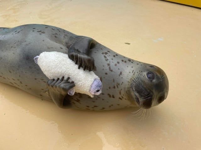 Lovejoy as seals (@lvjyseals) on Twitter photo 