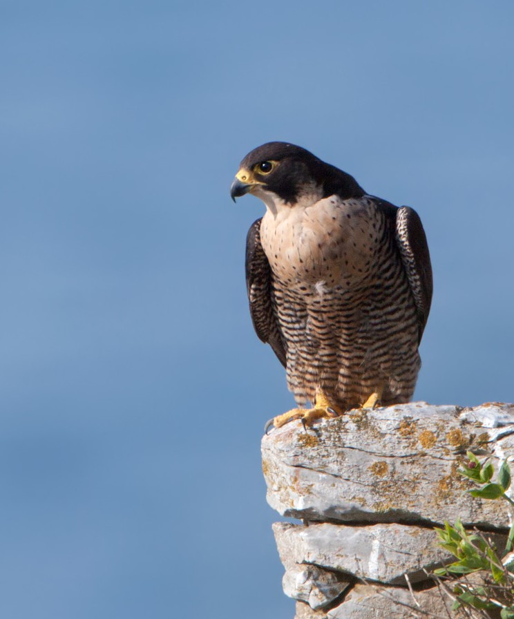 RaptorPersUK's tweet image. Massive decline in Cairngorms National Park Peregrine population linked to intensive grouse moor management.

Press release from Cairngorms National Park Authority, copy of the new report, &amp;amp; commentary from me ⬇️⬇️

raptorpersecutionuk.org/2025/11/30/mas…