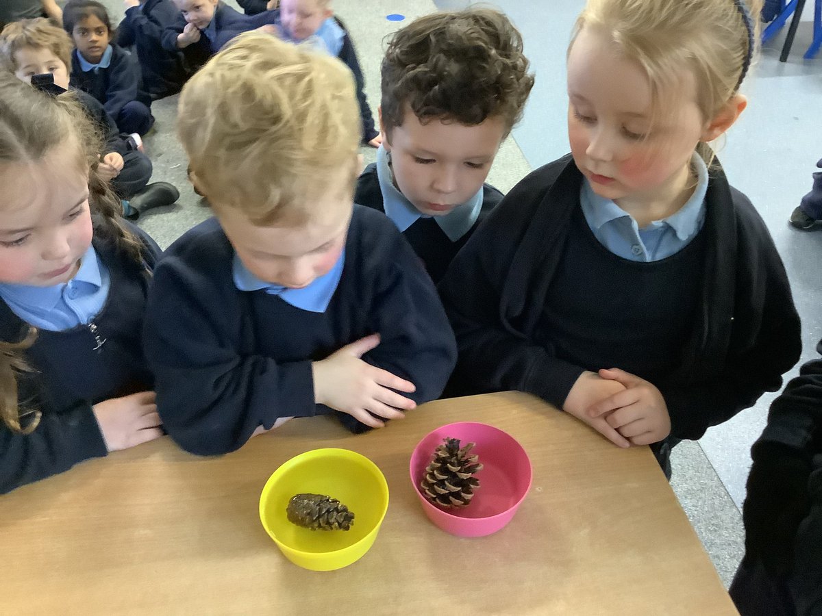 ListerInf_Rec's tweet image. So much fun carrying out an experiment to see if a pine cone can predict the weather?…unfortunately not, but it does close up when wet and opens up when dry! ☔️☀️🌲