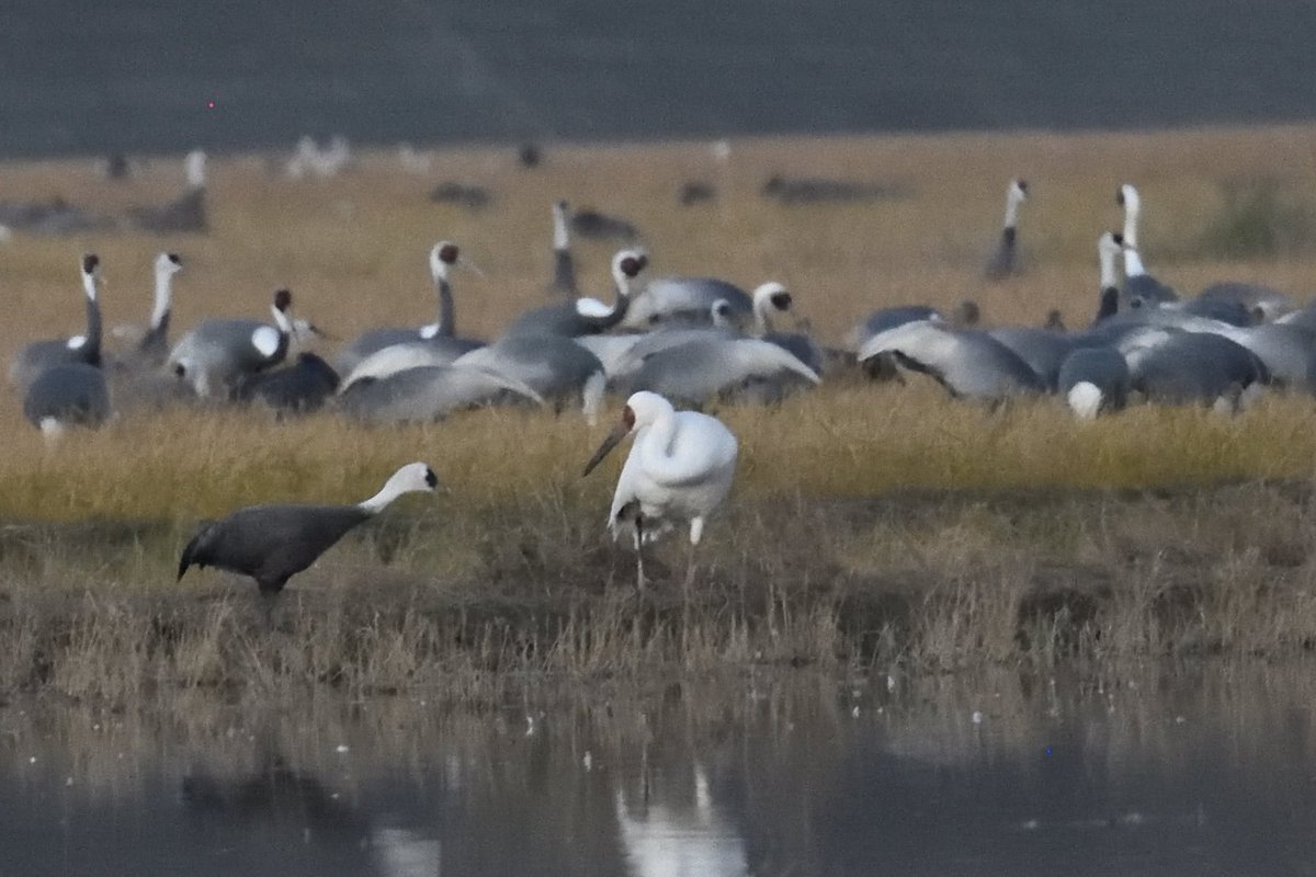 joytori (@joytori2) / Posts / X