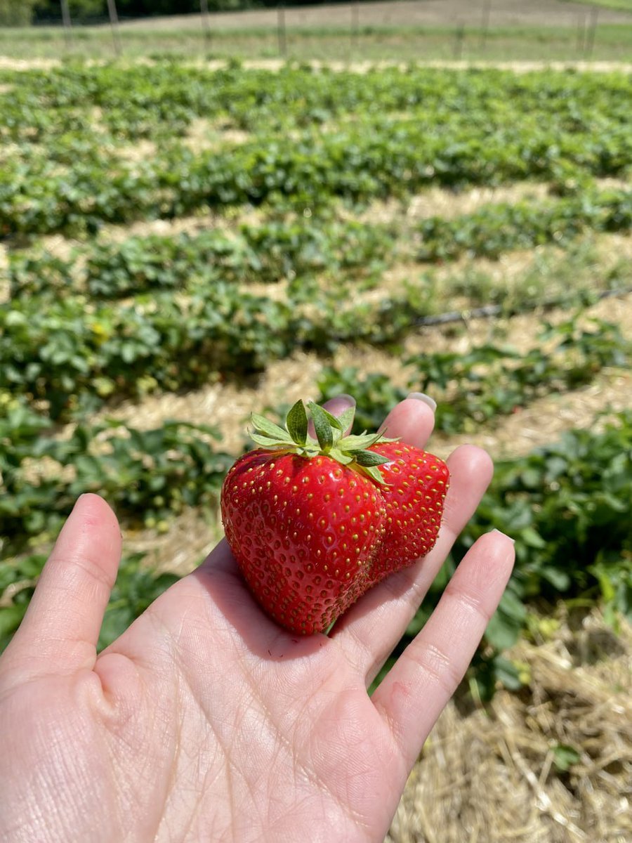 Berries and vegetables for self-picking Weidmann Embrach, Bergstrasse 127, 8424 Embrach, Switzerland