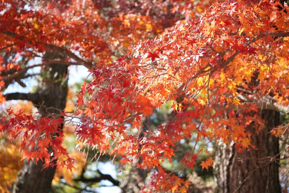 daichancoffee's tweet photo. 今年の紅葉🍁 https://t.co/12CGMLkAOd