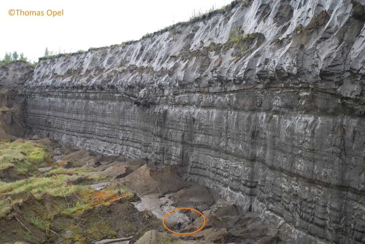 Melaine Le Roy tweet media