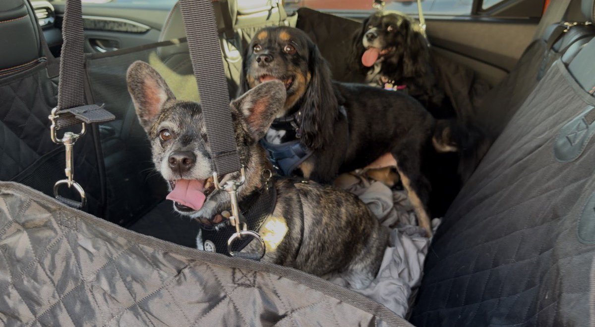 KarateCh1cken's tweet photo. Breakout from @PetSmart #Arrowhead #Arizona #dogsarefamily #dogsarelife #purelove https://t.co/OKdJoq9iJG