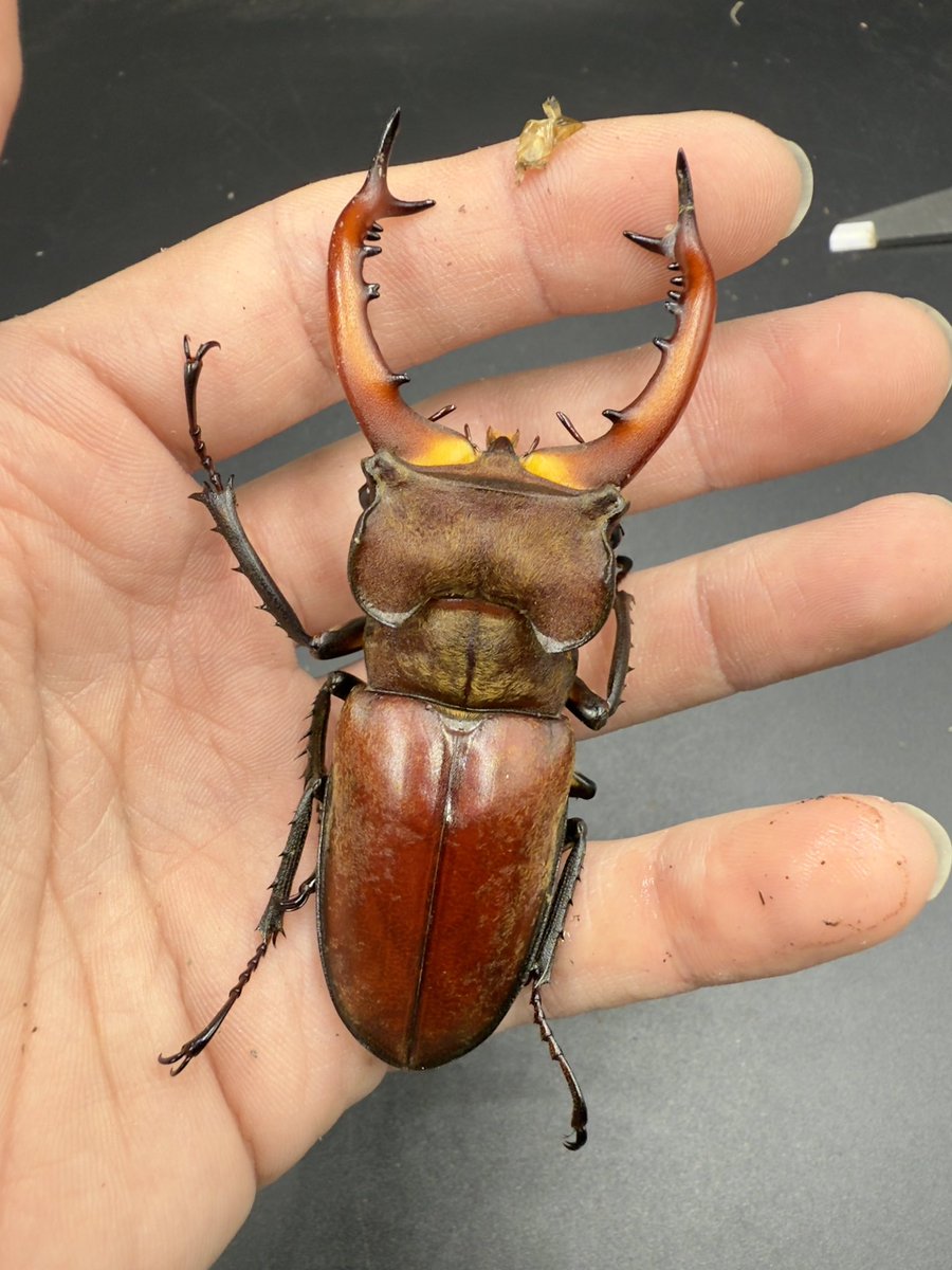 皮特玩自然 tweet media