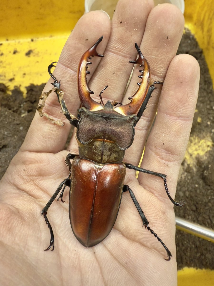 皮特玩自然 tweet media