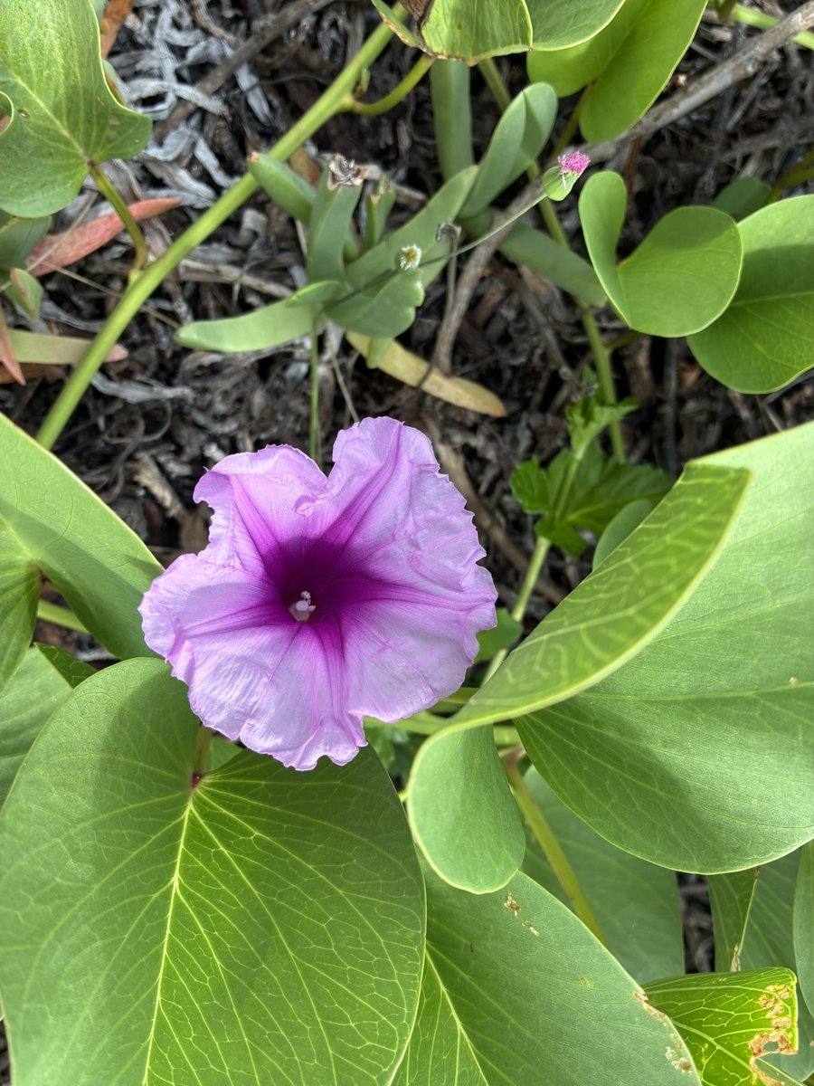 BronFredericks's tweet image. Beach plants &amp;amp; flowers are also pretty &amp;amp; functional. Look for them if you’re at the beach this summer.
