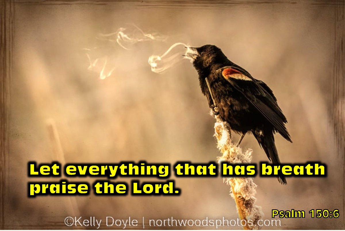 Conservation Blueprint tweet media