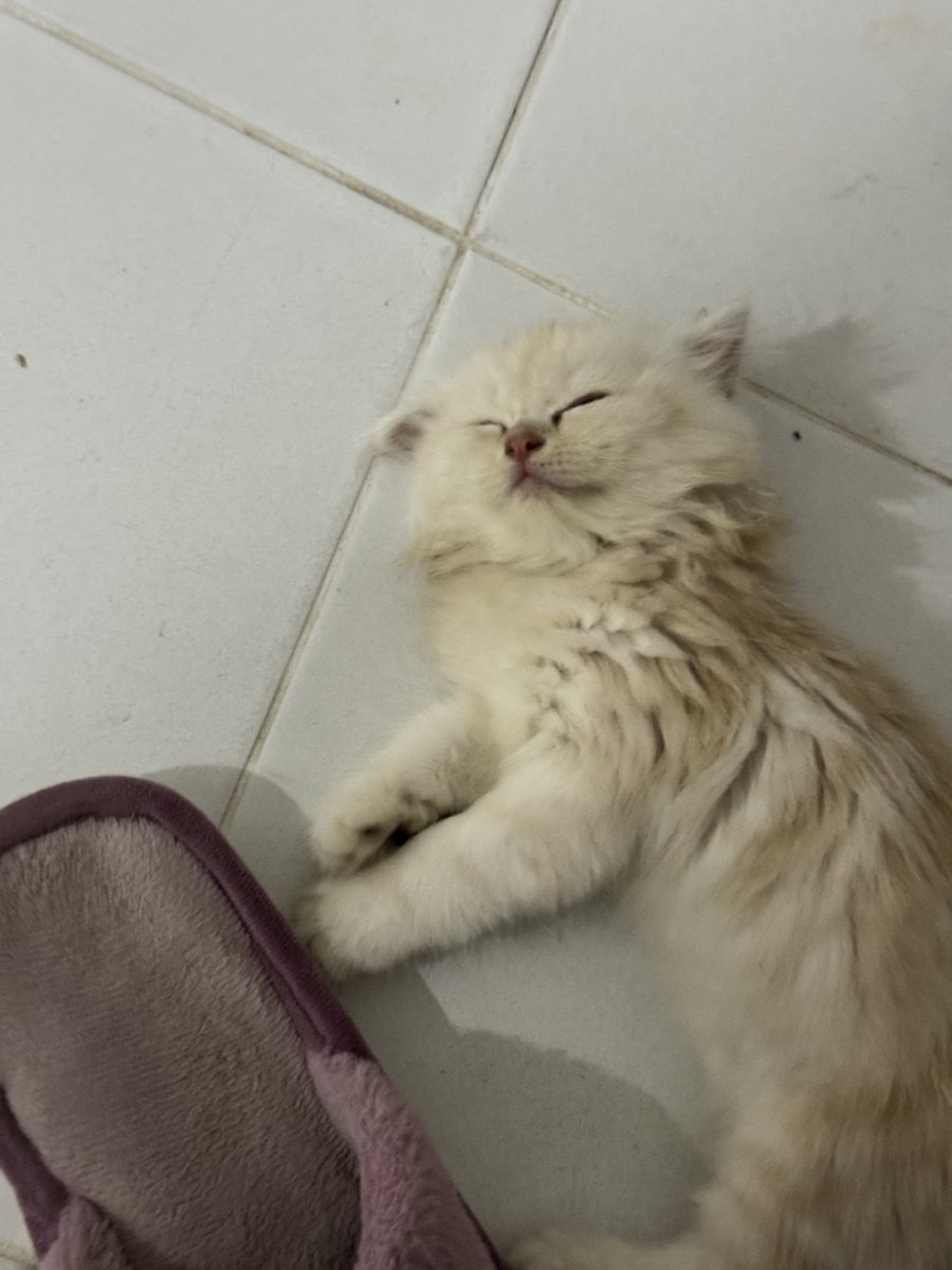 waffles 🧇 tweet media