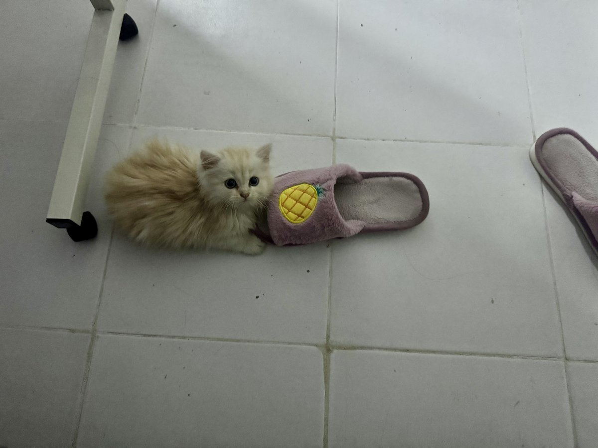 waffles 🧇 tweet media